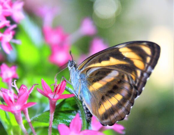 Dubai Butterfly Garden