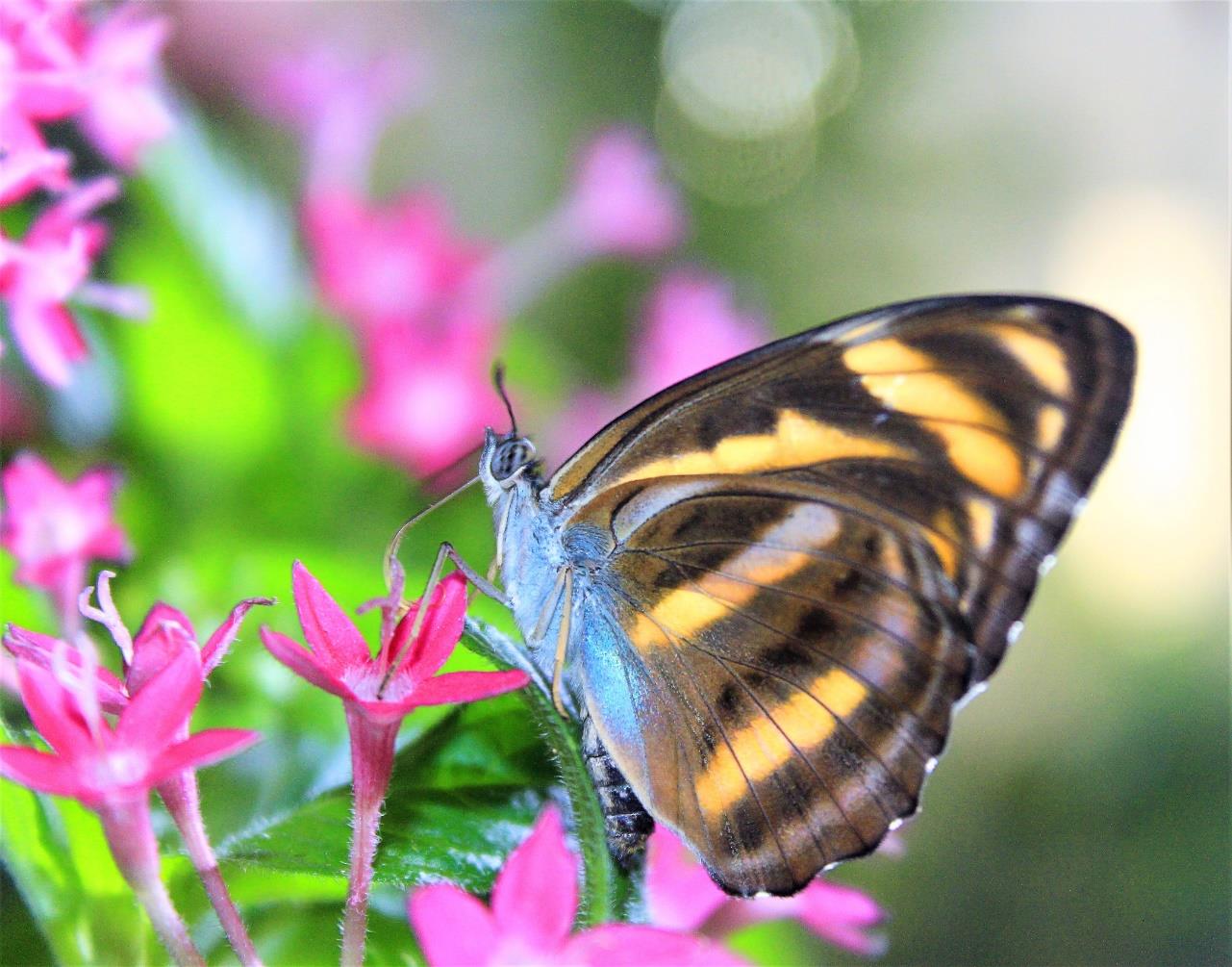 Dubai Butterfly Garden