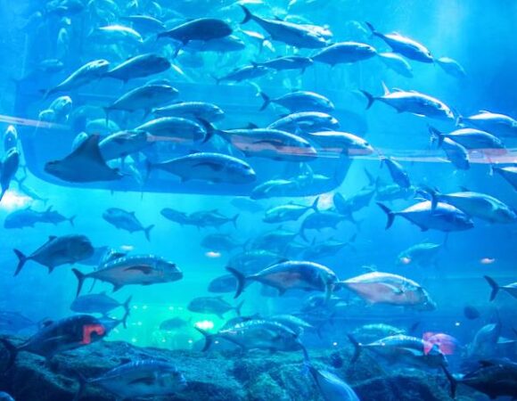 Dubai Mall Aquarium and Underwater Zoo